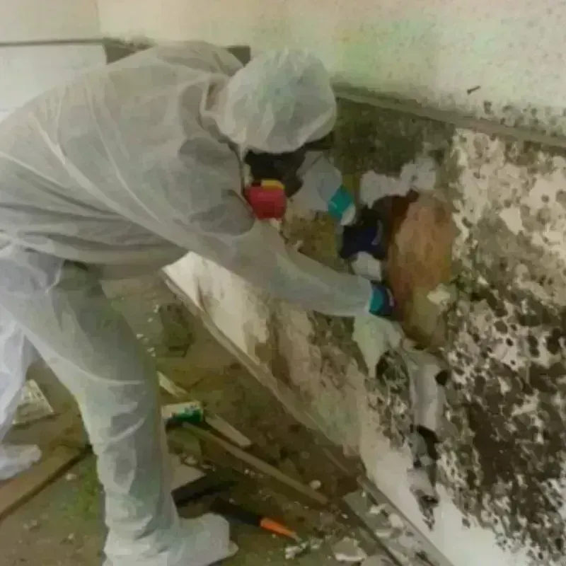 Mold Remediation and Removal in Advance, MO